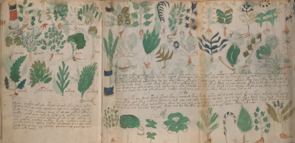 Le manuscrit de Voynich ouvert aux feuillets 100v et 101r, avec ses plantes dessinées et son écriture indéchiffrée.