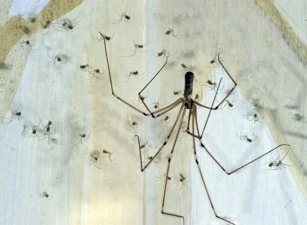 Une femelle Pholcus phalangioides et ses petits