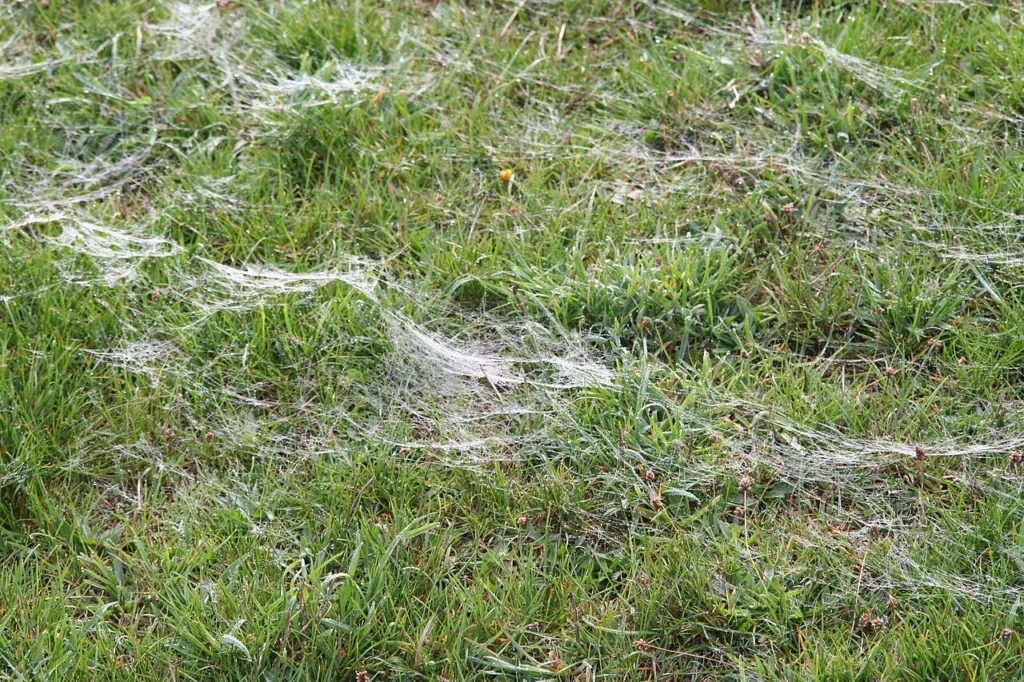 Fils de soie dans l’herbe après une dispersion aérienne d’araignées