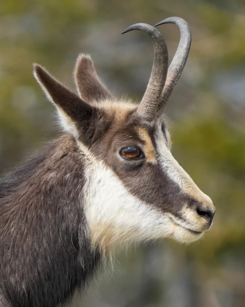 Portrait d’un chamois sauvage au Chasseral