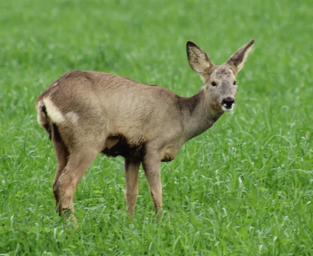 Une chevrette photographiée à Forest-Montiers, dans la Somme — image de comparaison