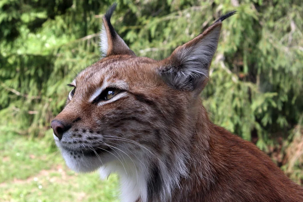 Un lynx boréal photographié au zoo de Skåne, en Suède