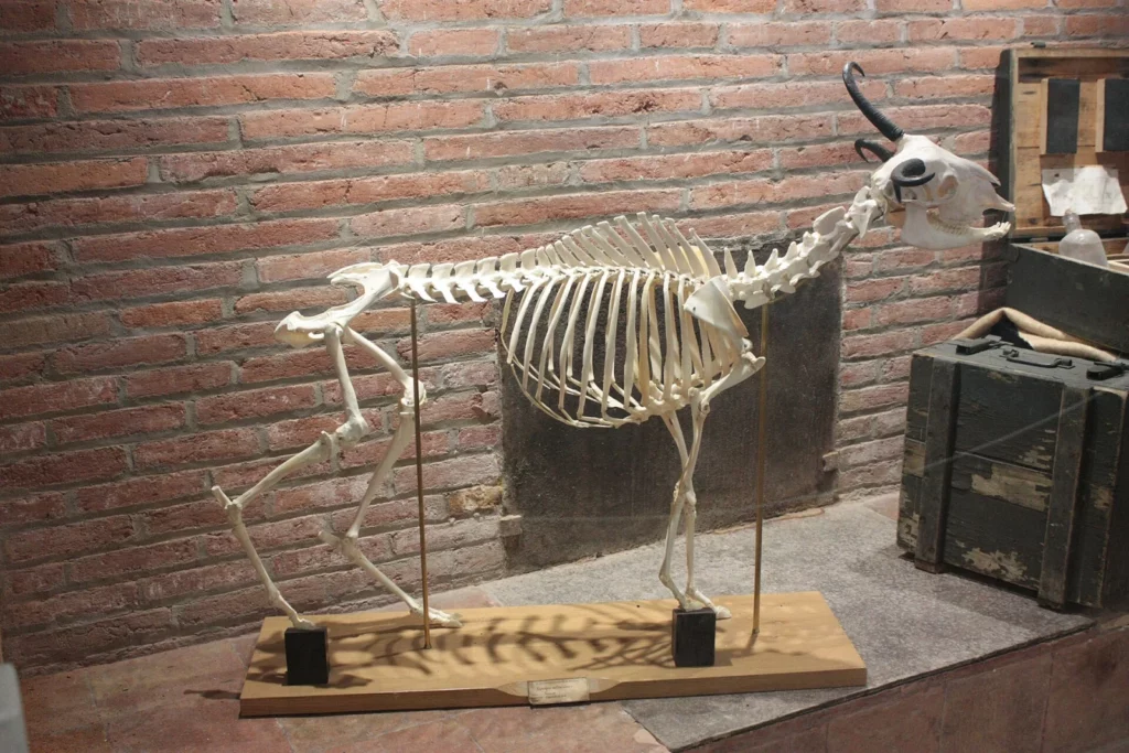 Le tamarro du Muséum de Perpignan : un squelette composite fabriqué en 2018