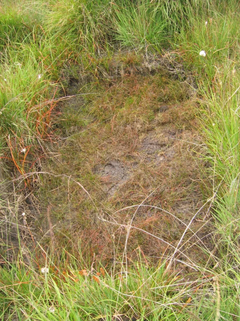 Une ancienne fosse à tourbe dans la réserve du Venec, à Brennilis