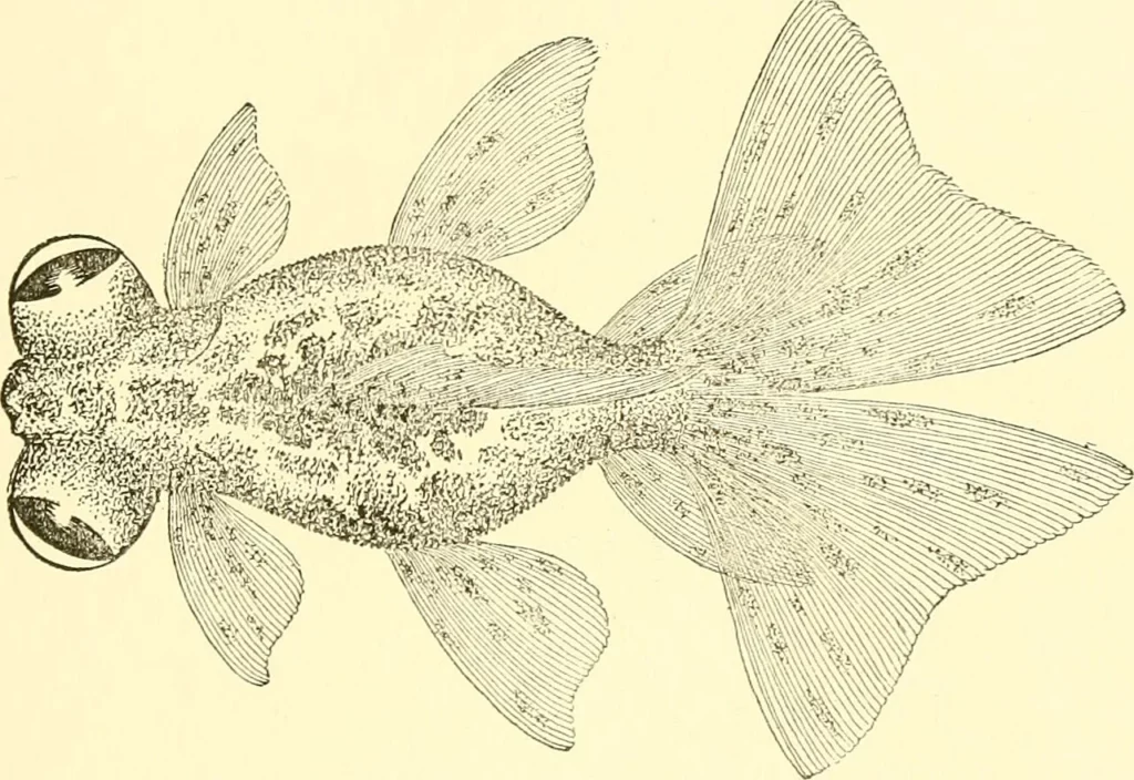 Une illustration ancienne d’un poisson rouge télescope vu du dessus