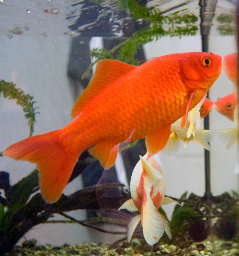 Un poisson rouge dans un aquarium