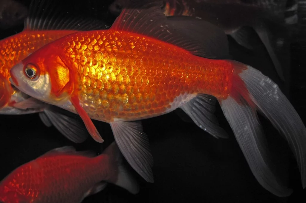 Un poisson rouge orange aux longues nageoires